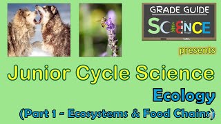 Ecology Part 1  Ecosystems amp Food Chains  Junior Cycle Science  Revision Video [upl. by Imhsar]