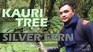 NEW ZEALAND’S KAURI TREE amp SILVER FERN [upl. by Imelida]