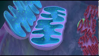 Mitochondria  the powerhouse of the cell  3D animated [upl. by Charron]