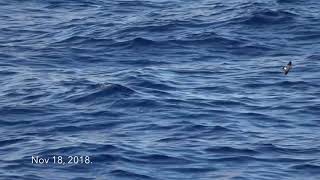 Titan Storm Petrel Nov 17amp18 2018 Central South Pacific [upl. by Eneiluj]