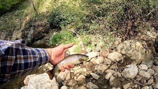 Trout in a rocky mountain stream  Կարմրախայտը քարքարոտ լեռնային գետակում [upl. by Odrarebe368]