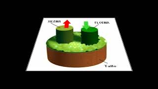 Histología Vegetal 4 Tejidos Vegetales [upl. by Erdeid481]