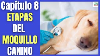 MOQUILLO CANINO 👉👉 ETAPAS Y FASES DE LA INFECCIÓN DE DISTEMPER [upl. by Kramal]