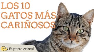 Los 10 gatos más cariñosos [upl. by Urd791]