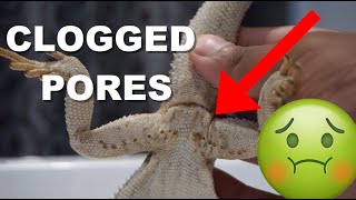 Bearded Dragon Clogged Femoral Pores  How To Care For Them [upl. by Nilkoorb]