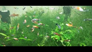 The Beauty Of Mutt Livebearers Guppies amp Platies  40 Gallon Planted Community Tank [upl. by Amleht]