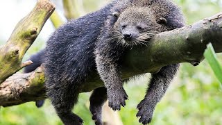 BINTURONG [upl. by Publea51]