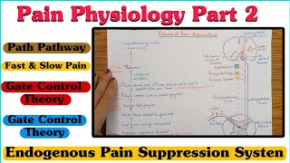 Pain Physiology  Part 2 ll Pain Pathway ll Fast amp Slow Pain ll Gate Control Theory [upl. by Esra]