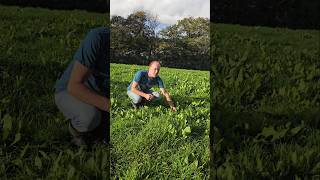 Chicory cichorium intybus herbs foraging nativeplants adventure explore permaculture nature [upl. by Hauger]