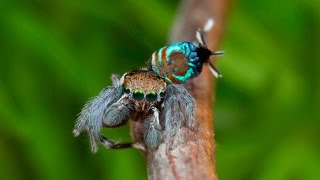 Peacock Spider 15 Maratus ottoi [upl. by Onder]