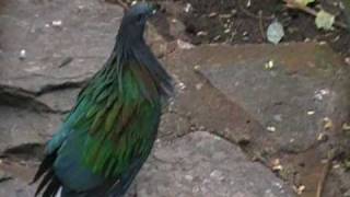 Displaying Nicobar Pigeon [upl. by Ajay]