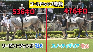 【ゴールドシップ産駒】これが60キロの差です❗️リーゼントジャンボとスノーディザイア大きさ比べ [upl. by Elletsyrk]