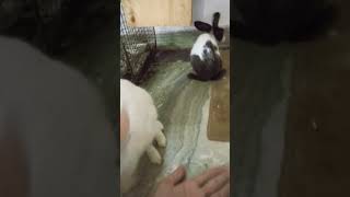 video cat rabbitmusic musicgenre animalsofinstagram rabbit musicstyle cute [upl. by Brottman]