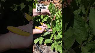 Double Your Dalias With This Easy Tip gardening howtopinchdahlias dahlias howtogrowdahlias [upl. by Immaj]