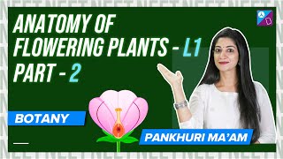 Simple Permanent Tissues  Anatomy of Flowering Plants Class 11 Biology Concepts  NEET 2024 Exam [upl. by Odlabu]