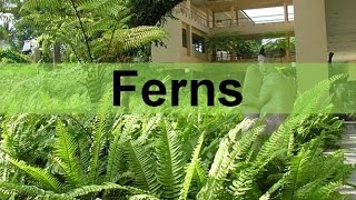 Fern Plants and their Life Cycle seedless vascular updated [upl. by Sherar]