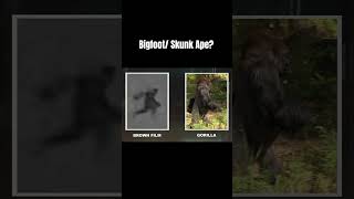 Skunk ApeBigfoot Caught On Thermal REAL  BELIEVABLE shorts Bigfoot [upl. by Mauretta]