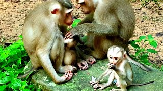 Lovely monkeys episode 09 SaNa លេងជាមួយ NoNo ក្បែរម៉ែ otheranimals168 [upl. by Oeht737]