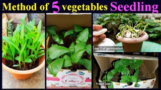 5 Easy method of Seed germinate how to grow Vegetables form seeds [upl. by Oilegor252]