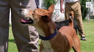 Rescued puppy becomes top sniffer dog in Bengal Police bomb squad [upl. by Hilliary281]