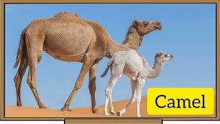 Do you know these interesting facts about camel  Camel facts for kids  Learn animalfacts [upl. by Gader]