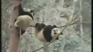 Panda Falling Out Of Tree  Funny Videos Do not watch if retarded [upl. by Dahij]