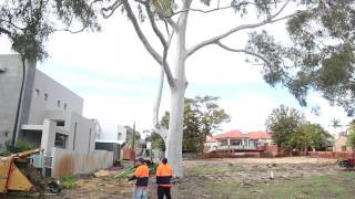 Tree Lopping Brisbane  The DIY Myth [upl. by Littlejohn]