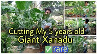 Cutting My 5 years old Giant Xanadu quotthaumatophyllum Xanaduquot Mark Lasaca [upl. by Anidualc937]