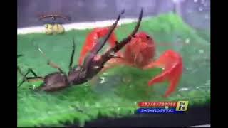 HOMARD GÉANT VS SCARABÉE MEXICAIN [upl. by Sinaj641]