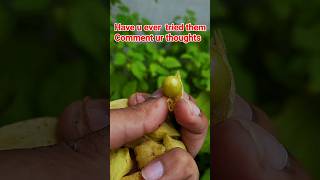 Growing And Harvesting Tomatillos at homeGoldenberryGooseberryCiplukan fruit [upl. by Cohleen]