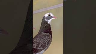 Kive lga viralvideo pigeon [upl. by Tsenre]