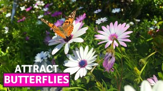 How to Collect the Seeds of Osteospermum African Daisy  Easiest Way to Propagate BirdofParadise [upl. by Lombardy]