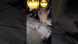 Jack fight with sis🙆doglover germansheparddog dogowner pets petowner shortvideo [upl. by Ummersen]