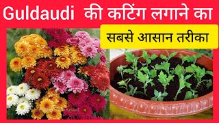 Guldaudi कैसे उगाएHow to grow Guldaudi from cutting। [upl. by Ym620]