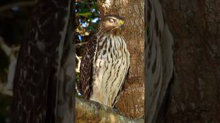 WATCH hawk blink twice in slo mo hawkeye wildlife shorts [upl. by Martie]