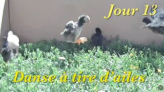 Premiers jours des poussins Poussins jour 13 La danse des poussins [upl. by Maze291]