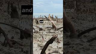 What Are the Effects of Deforestation on Earths Environment Shocking Truth shorts earth [upl. by Necyrb]