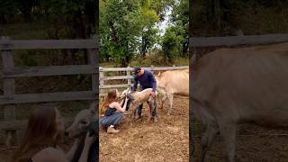 limpando o bezerrinho Nelore banco que caiu no Ribeirão vlog pecuaria rural roça sitio [upl. by Stempson]