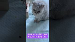 本日のアルでございます♪元気です😸 [upl. by Llertal]