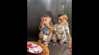 See this baby monkeys eat the Dragon fruits cute monkey [upl. by Sinoda]