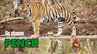 Go Places  Pench Tiger Reserve Sillari Maharashtra [upl. by Eelyab]