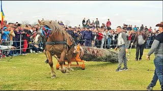 Cel mai puternic cal din judetul Olt  Probe de cai la Slatina [upl. by Oisor]