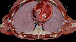 Using cross sections and diagnostic images  Human Anatomy Atlas 2018 [upl. by Ilajna]