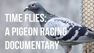 Time Flies A Pigeon Racing Documentary [upl. by Oakes448]