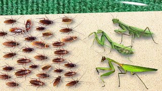 300 Hungry Cockroaches VS 3 Hungry Praying Mantises Amazing Results [upl. by Beesley]