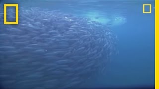 Farting Fish  National Geographic [upl. by Adriano530]