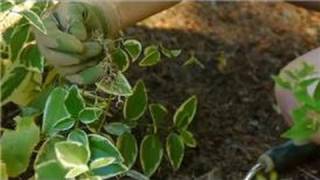 Growing amp Caring for Foliage Plants  How to Transplant Vinca Major [upl. by Acnaib]