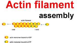 Actin filament assembly [upl. by Nnaes]