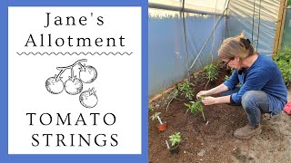 HOW I SUPPORT MY TOMATOES  using string and sticks [upl. by Annoirb783]