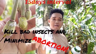 foliar fertilizer 15days intervals of spraying durian fruit durian farmersagriculture [upl. by Ailin]